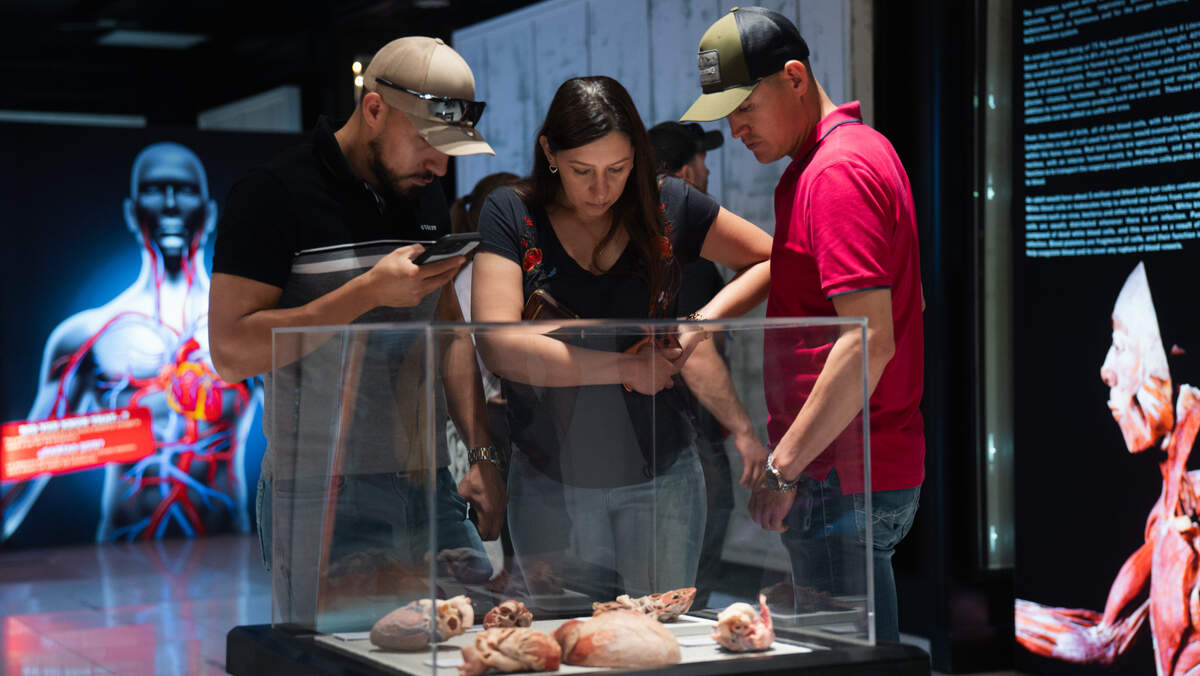 Visitors of “Bodies: The Science Within” observing plastinated human hearts. The exhibit is visiting Sacramento and will be available to the public until Nov. 29.